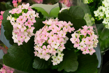 Kalanchoe Blossfeld, a flowering Kalanchoe plant with numerous pink flowers on a background of green leaves.