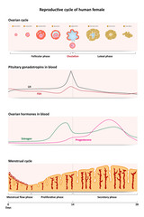 Reproductive cycle of human female  with menstruation and ovulation chart and uterus visualizations.