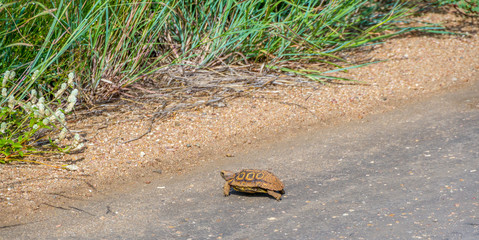 A tiny tortoise isolated crossing a tar road image with copy space in horizontal format