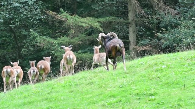 European mouflon (Ovis gmelini musimon / Ovis ammon / Ovis orientalis musimon) ram with large herd of females walking through meadow to forest