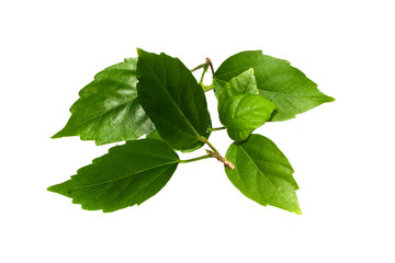 green leaf isolated on white background