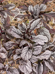 frosted grass texture