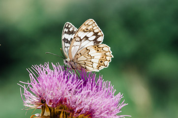 butterfly on thistle