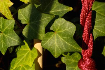 English Ivy close-up in warm sunlight with selective focus.