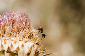 Ant on a flower