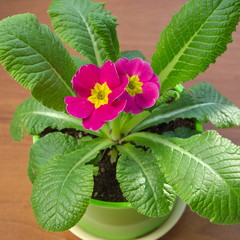 Primrose (lat. Primula vulgaris) in a pot close-up