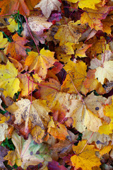 autumn leaves background, colorful background