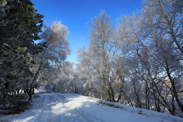 Beautiful winter forest in the snow