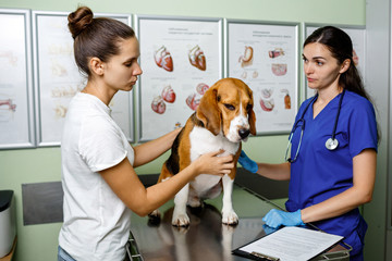 The owner brought his beagle dog to the veterinary clinic for inspection. The dog was consulted and examined. Customer satisfied