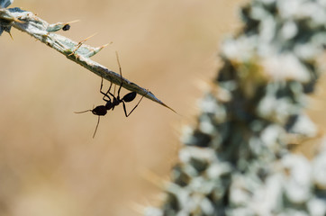 ants on the grass