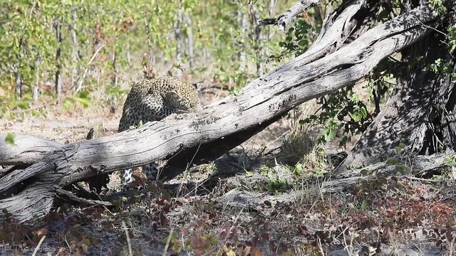 African Leopard tries to get a small animal hiding inside dead tree