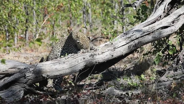 African Leopard claws at dead tree, trying to get a small prey animal