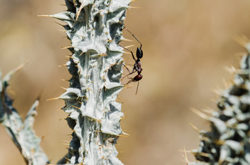 Ant on a branch