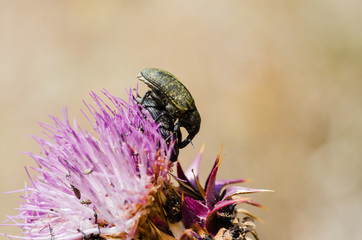 bee on a flower