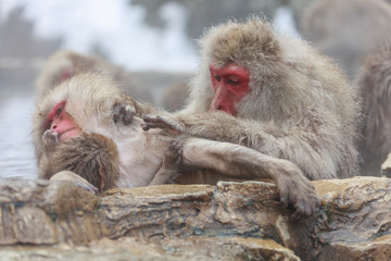 Obraz premium Monkey couple grooming in hot spring