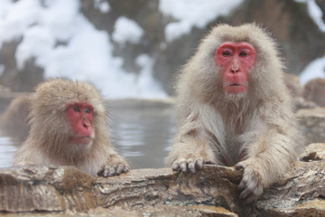 Monkey couple grooming in hot spring