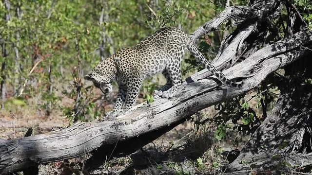African Leopard tries to get at a small animal inside a dead tree
