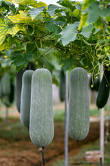 Hanging winter melon plant and fruits