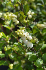 Snowberry Magical Galaxy