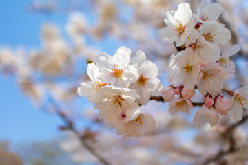 日本の春を象徴する満開の桜のクローズアップ画像