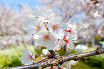 日本の春を象徴する満開の桜のクローズアップ画像