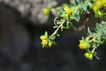 Spiny spurge