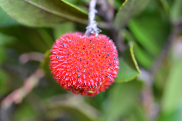 Strawberry tree