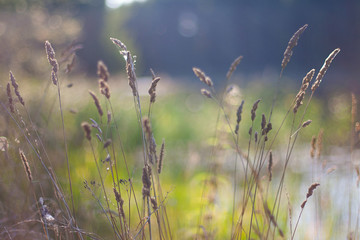 summer grass in evening light