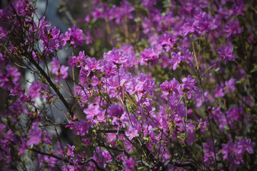 Purple blooming twigs background. Spring concept. Cherry tree branch, flowers, blossoms, closeup, nature