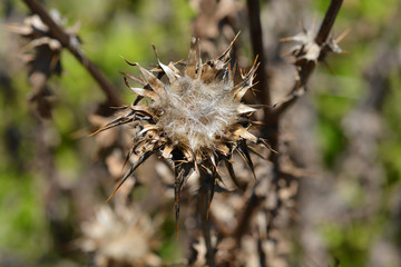 Milk thistle