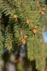 Norway spruce