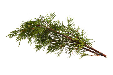 thuja branch isolated on white background