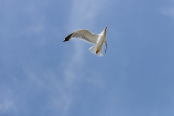 seagull flying against the blue sky