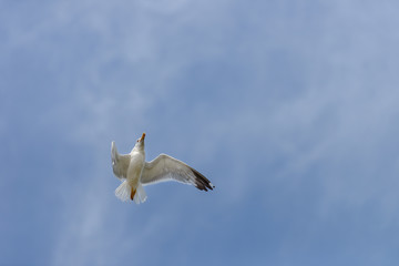 seagull flying against the blue sky