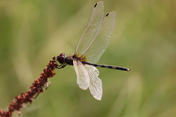 dragonfly on flower