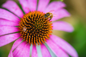 Close up of blossoms with a bee