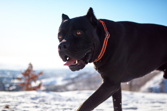 Cane Corso dog plays in the winter sunny forest