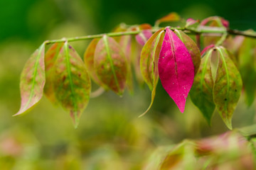 Schönes rotes Blatt zwischen grünen Blättern gemeinsam an einem Ast hängend