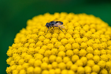 Close up of blossoms with a bee
