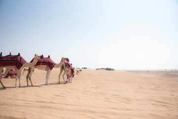Dubai camel riding tourism Arab Emirates desert tour trip send