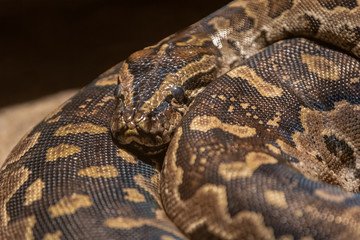 Obraz premium south african python is coiled for a close up