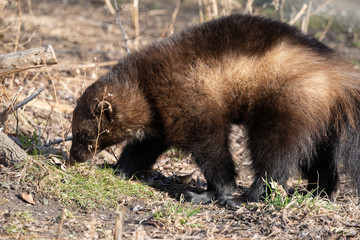 Fototapeta premium wolverine is tracking a scent