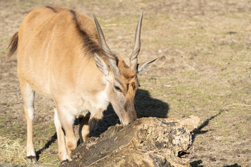adult eland is chewing on petrified wood