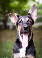 German Shepherd Puppy with Floppy Ear and Tongue Out Panting