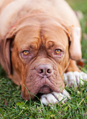 Bordeaux Mastiff / Dog du Bordeaux Laying in Grass