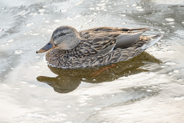 female duck is swimming in cold winter waters