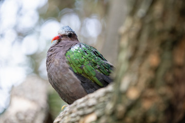 gray capped emerald dove is perched high in the trees