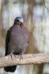 gray capped emerald dove sits on a branch near the waterfall
