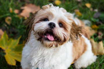 Cute Shitzu puppy in the park, autumn outdoors