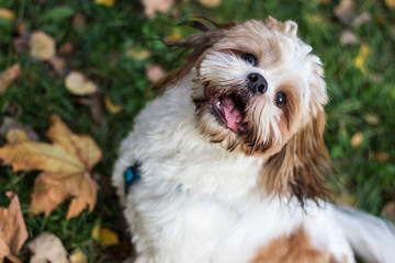 Cute Shitzu puppy in the park, autumn outdoors